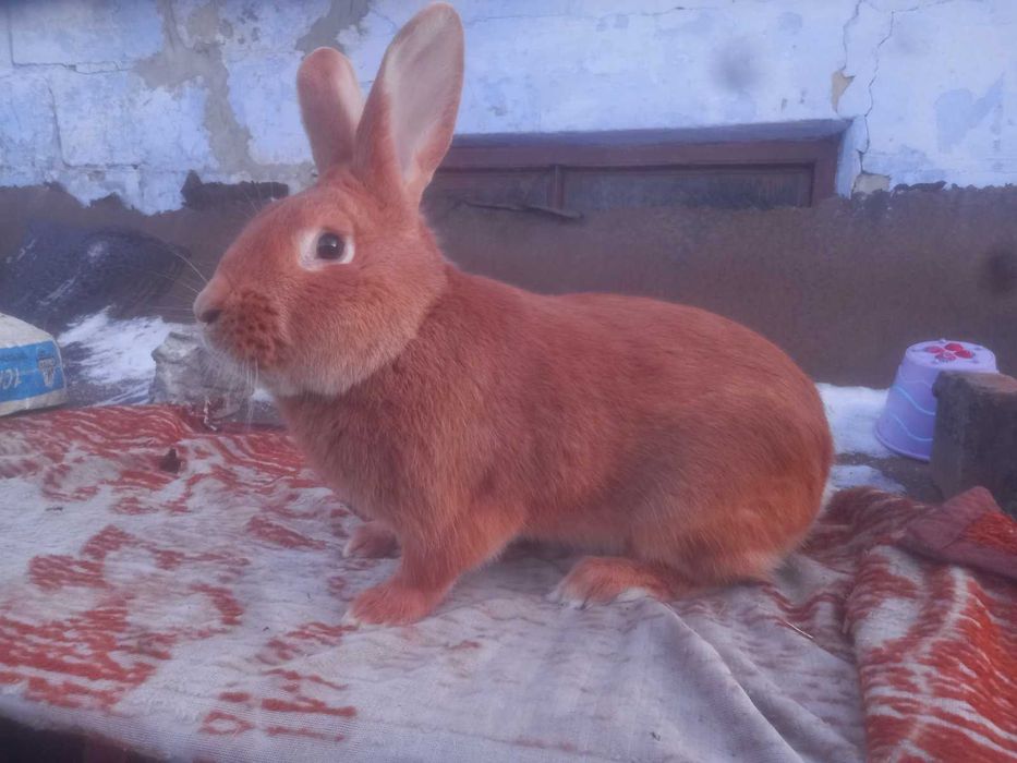 Продам кроликів Бургундія