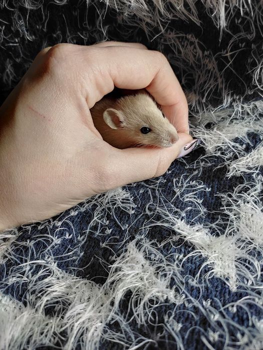 Подарок на Новый год. Малыши сиамские крыски. Крысы