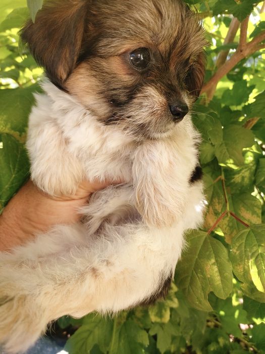 Linda menina york Biwer