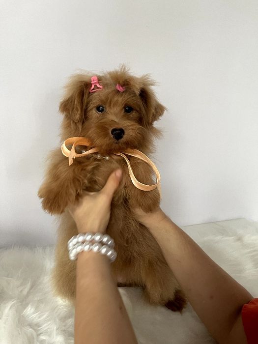 Помапу — Ці дівчатка змінять ваше життя