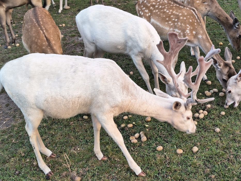 Daniele zdrowe zadbane