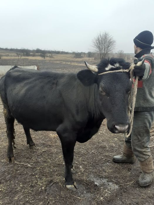 Продам доиную корову