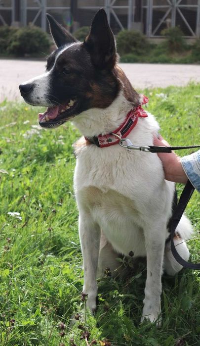 Lutka oddana do schroniska