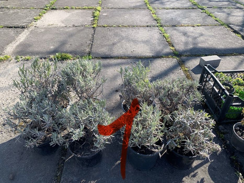 Рослини  вуличні