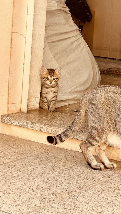 Dá-se gatos para adoção responsável