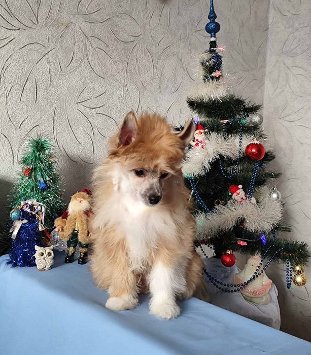 Пухнасте цуценя китайської чубатої