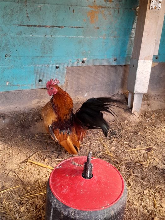 Seram malezyjski kogut