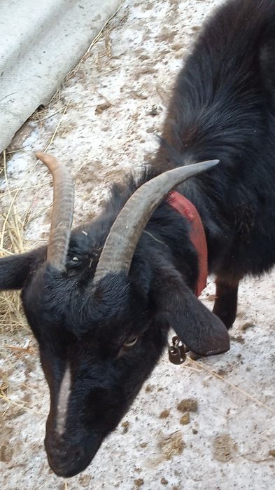 Продам козу!!!Нубійської породи