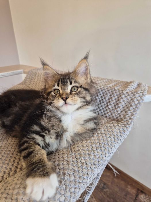 Sprzedam kotkę Maine Coon