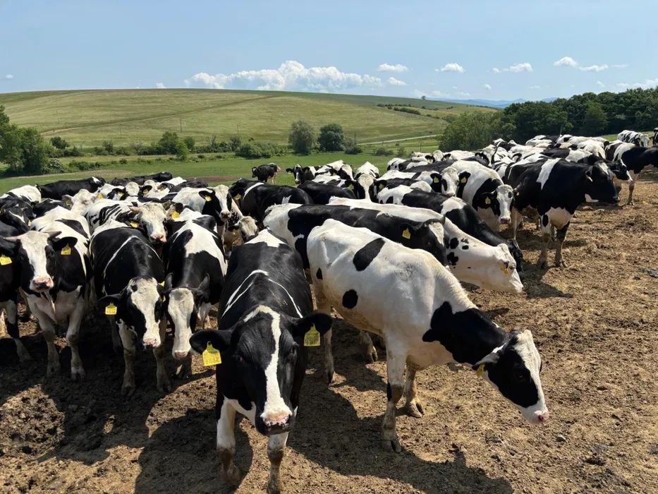 dordodne krowy wypasane na wolny wybiegu