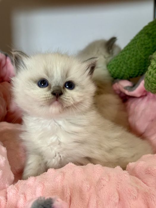 Cudowny kocurek Ragdoll