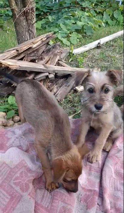 Цуценя, собачка, дівчинка