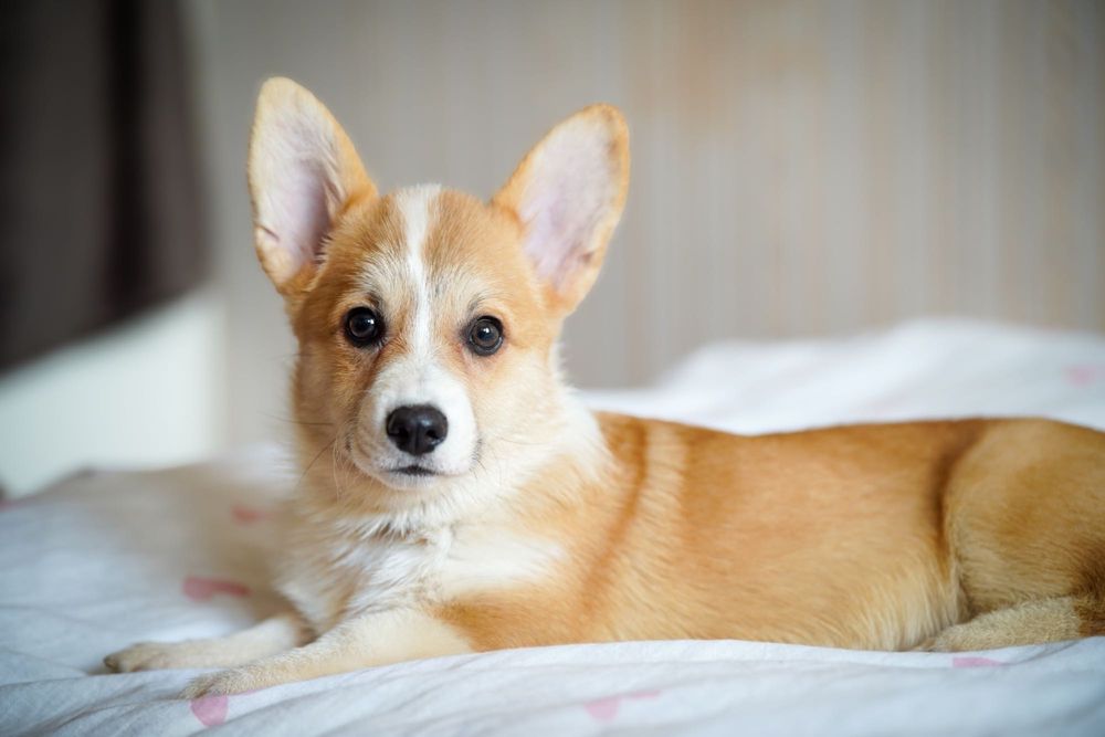 Genetycznie zdrowe Corgi FCI – przebadani rodzice