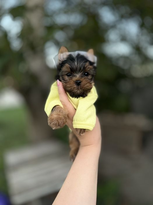 Міні йорки! Маленькі йорки – крихітні сонечка