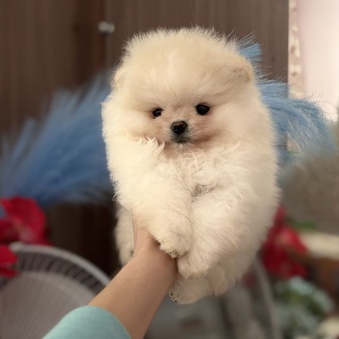 супер ведмедик шоу Классу