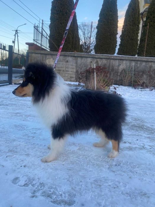 Owczarek szkocki długowłosy FCI sunia tricolor