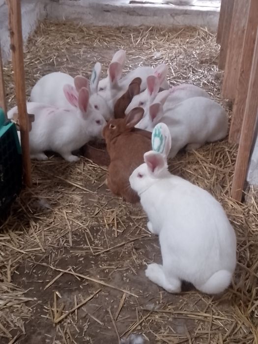 Termondzki Biały DUŻY WYBÓR ciągła sprzedaż samce  także NC