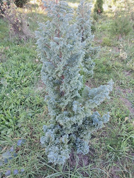 Świerk srebrny 30-50cm