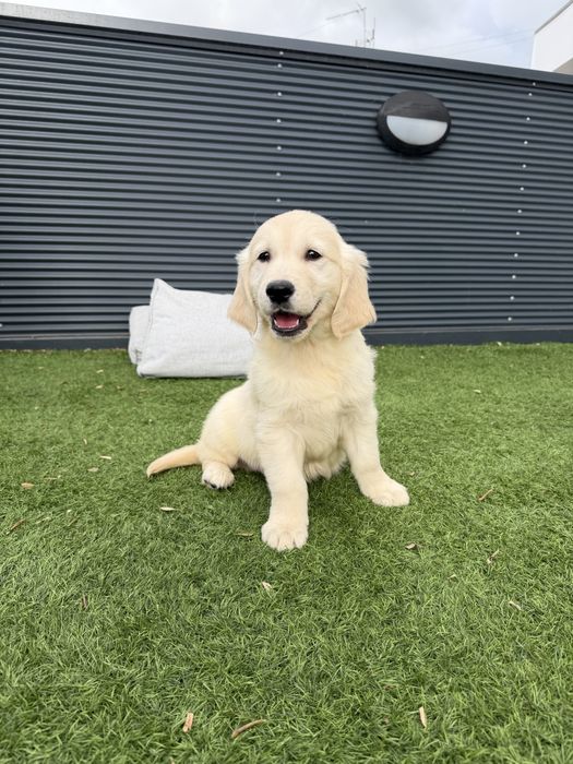 Golden Retriever lindo