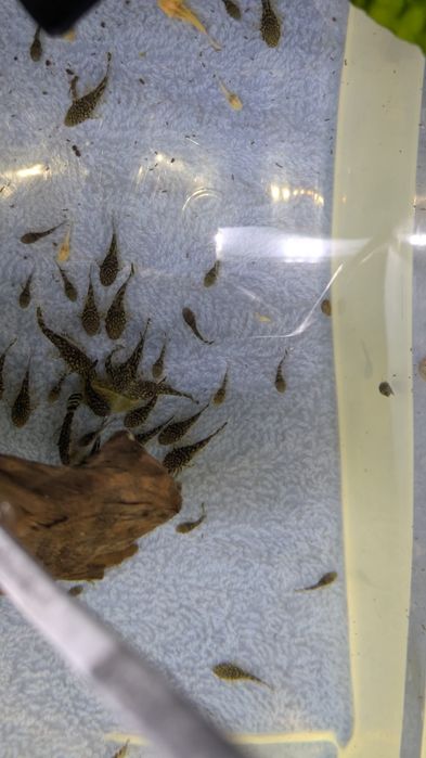 Młode glonojady zbrojniki niebieskie 1- 1.5cm