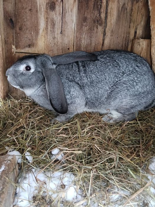 Продам кролів. '