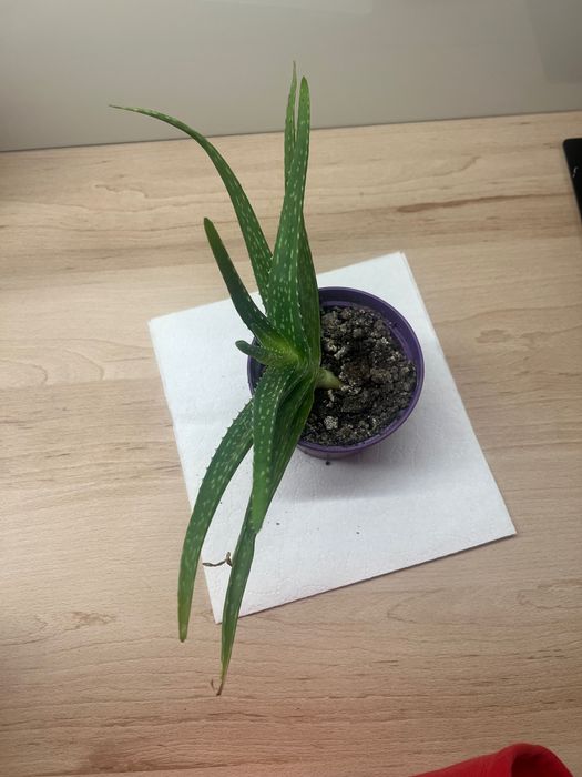 aloes, philodendrony