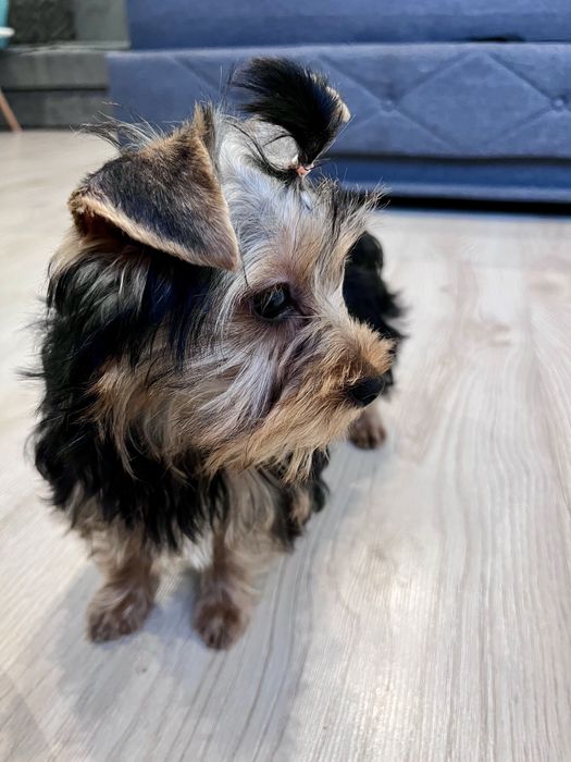 York, Yorkshite Terrier