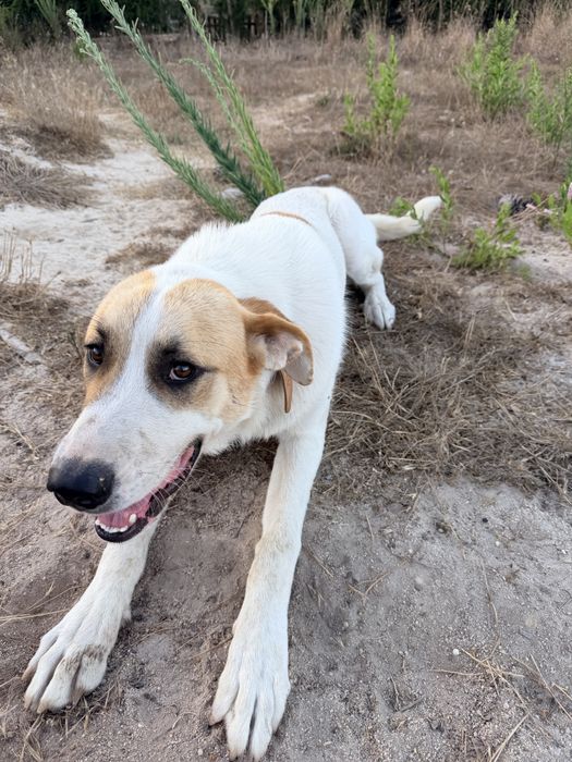 Rafeiro Alentejano puro – 7 meses – para adoção responsável