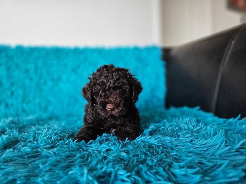 Lagotto romagnolo- brązowe, FCI/ZKwP
