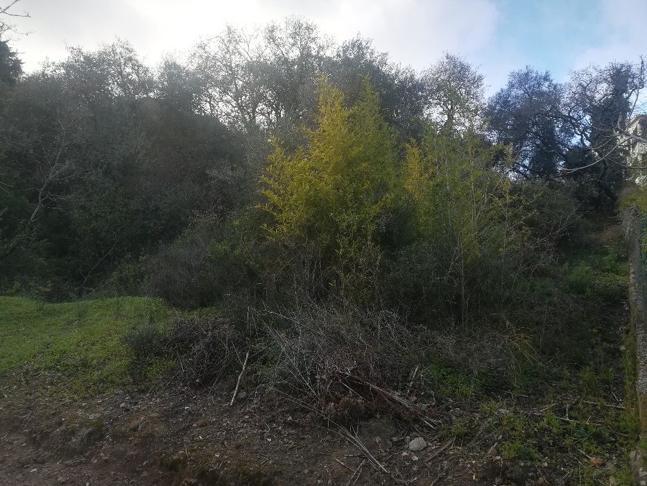 Limpeza de terrenos abate de árvores