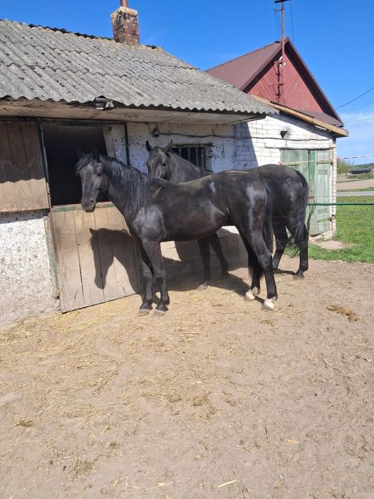 Klacz  ~Śląśka~.