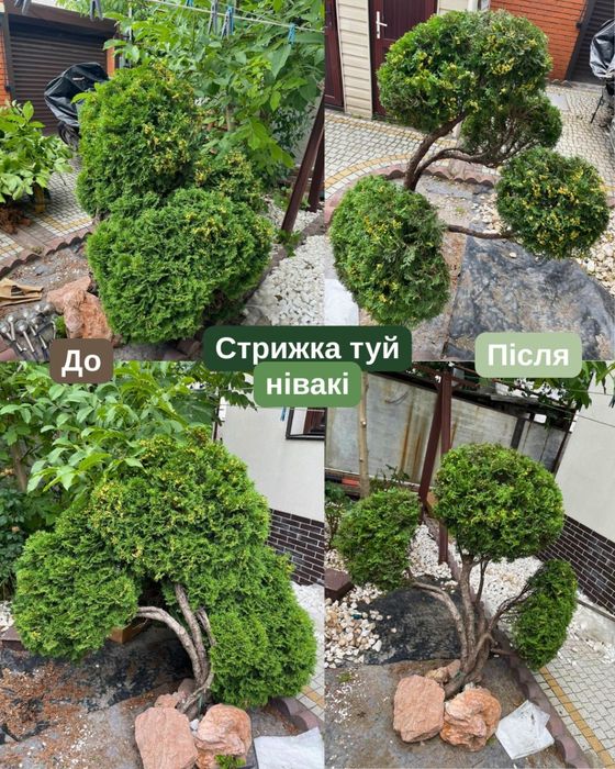 Садівник у Дніпрі | Догляд за садом та ділянкою | Досвід 8 років
