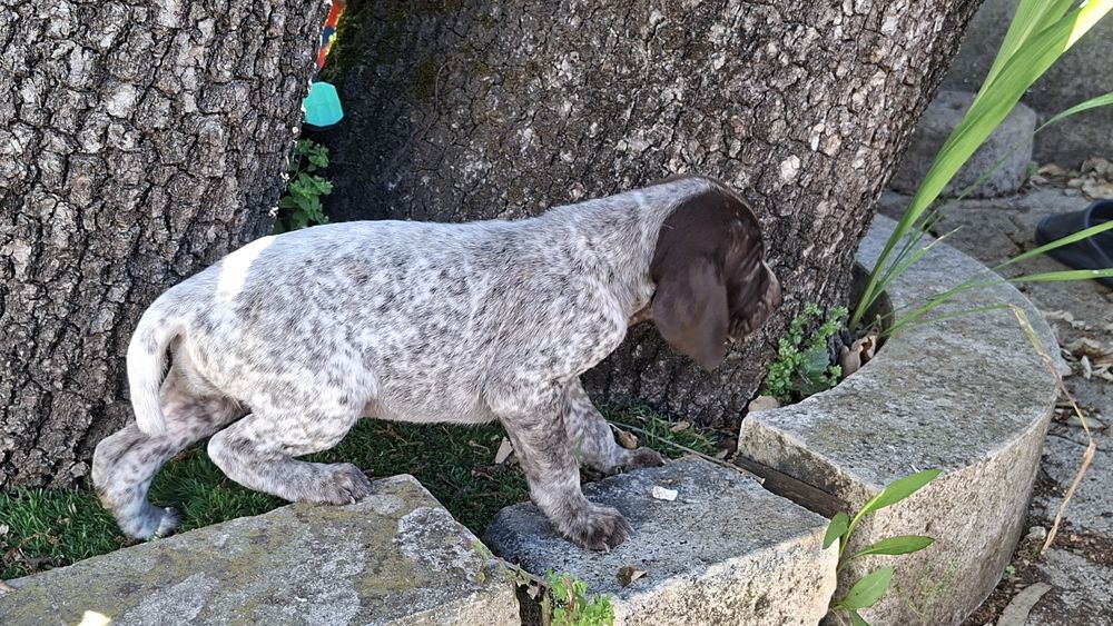 Braco alemão de pelo curto