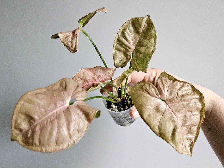 Syngonium Pink Mosaic w hydroponice