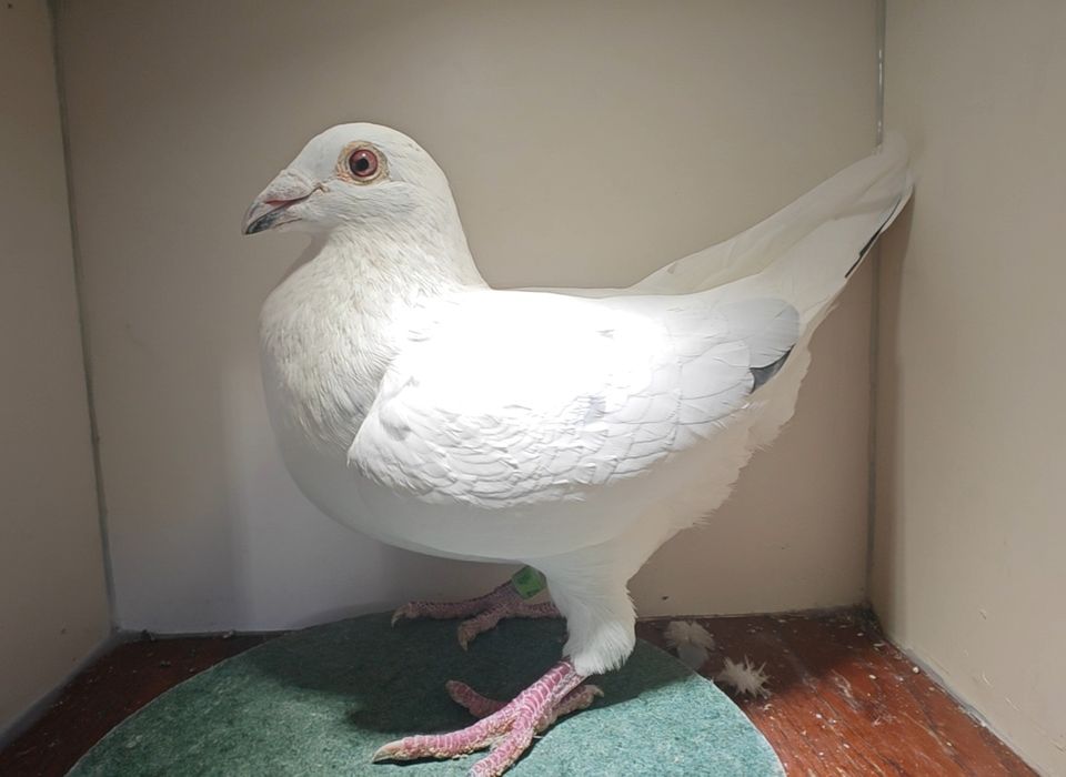 Sprzedam młode gołębie 2026