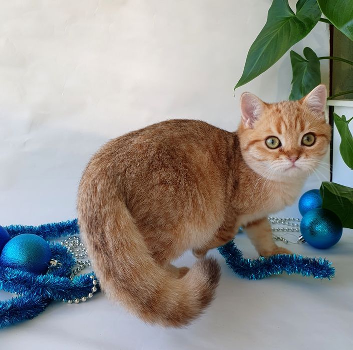 Киев котик британец клубный золотая шиншилла. Котята, котенок кошенята