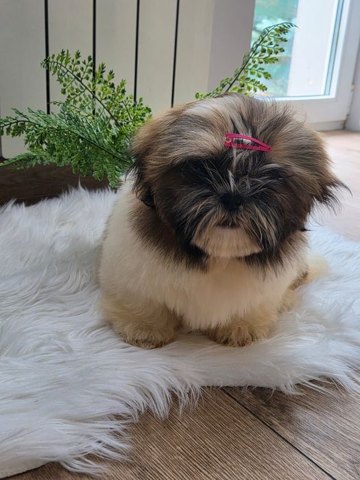 Shih tzu/Uroczy maluszek