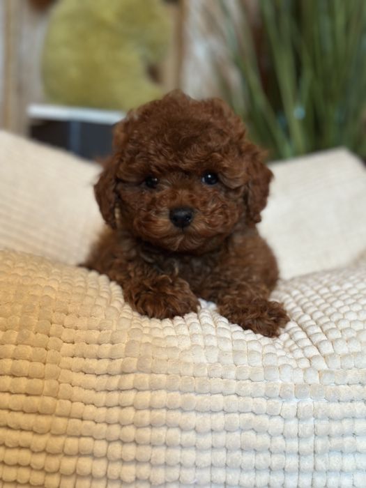 Пуделя на любой бюджет