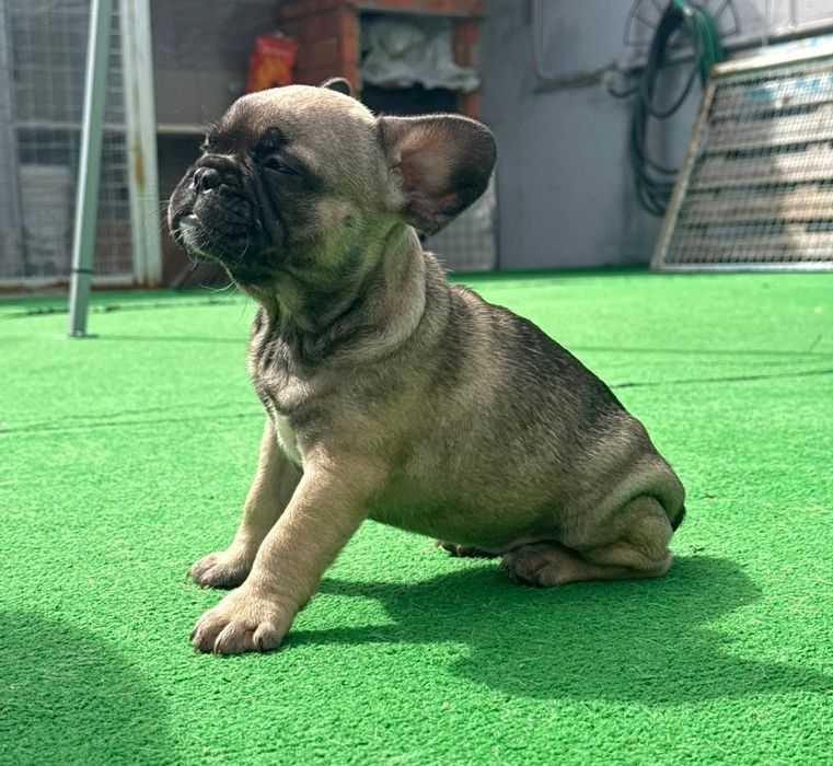 Bulldog francês fêmea sable