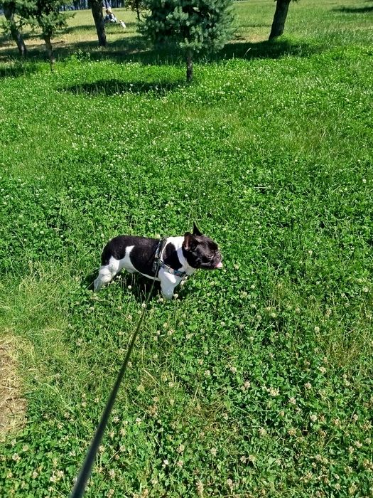 Французский бульдог предлагает вязку