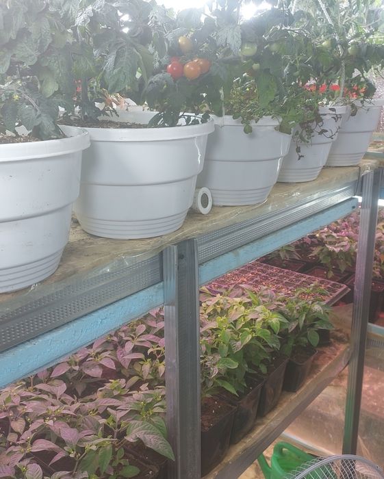 Живий подарунок на підвіконні.