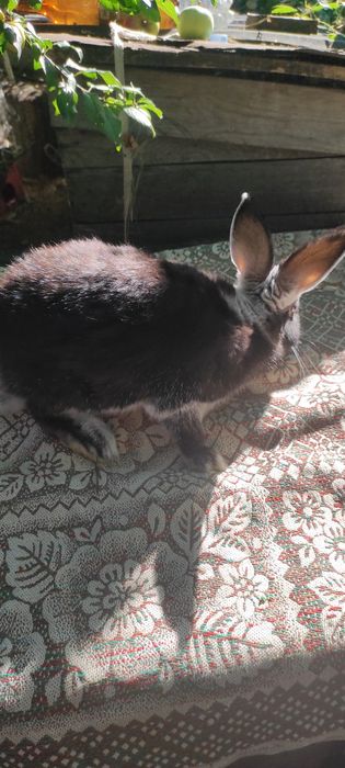 Кролики біло-остьові