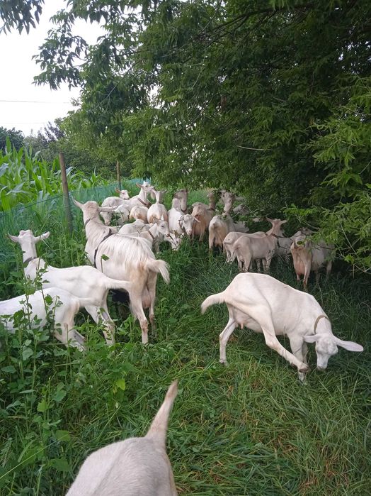 Продам козенят від  племінних зааненських кіз