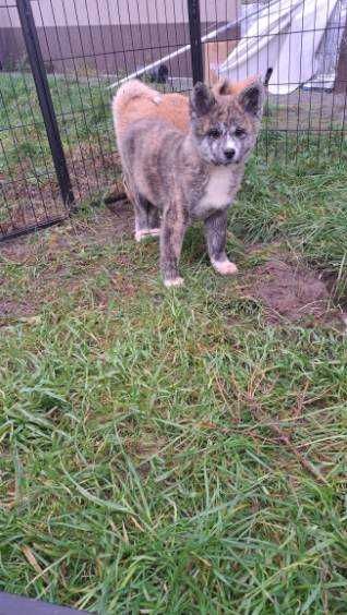 Akita inu piesek