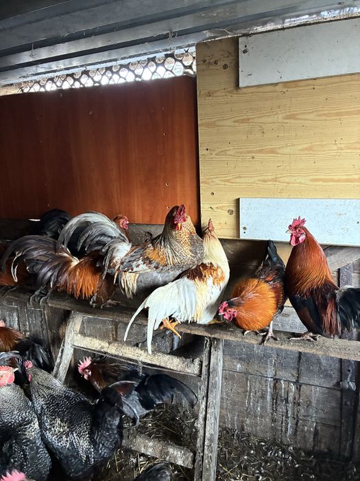 Witam mam do szprzedania koguty