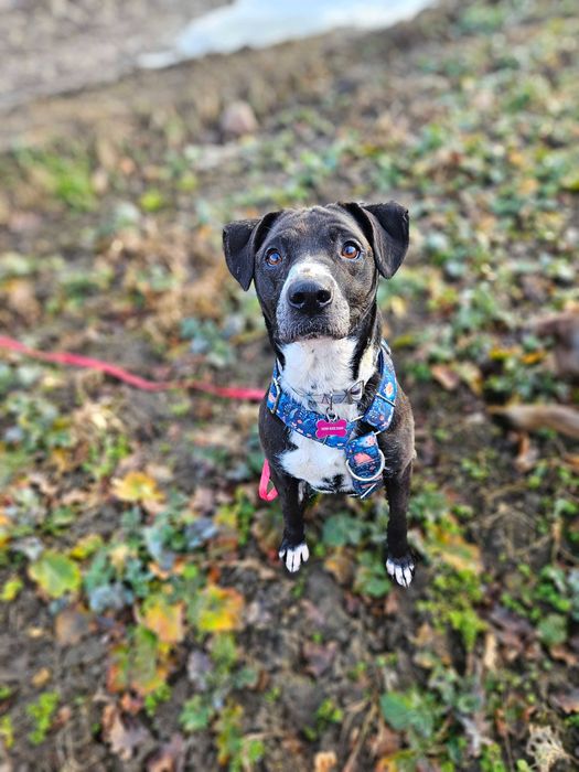 Merry na psią jedynaczkę