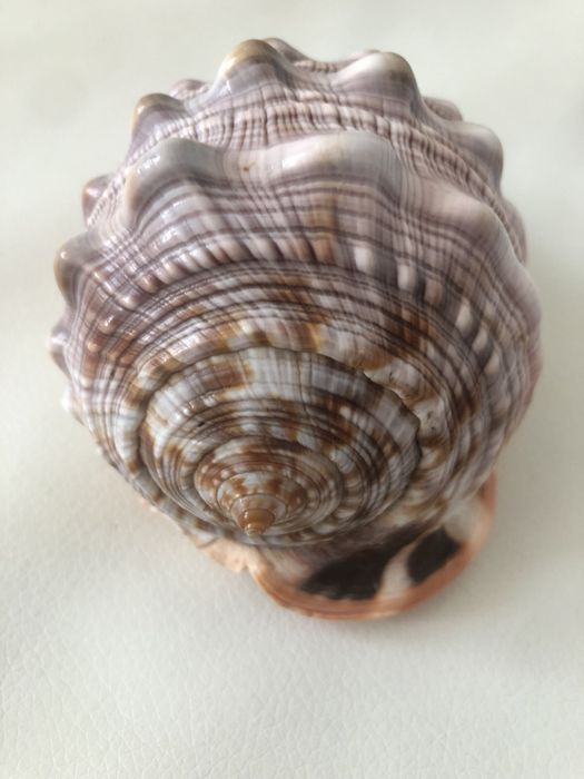 Muszla do akwarium lub jako kzdoba