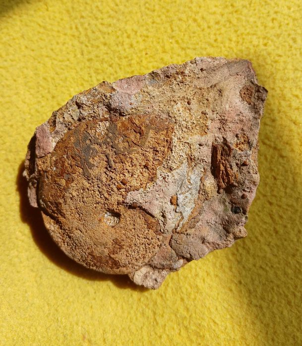 Amonit Oppelia z okresu jura- kelowej