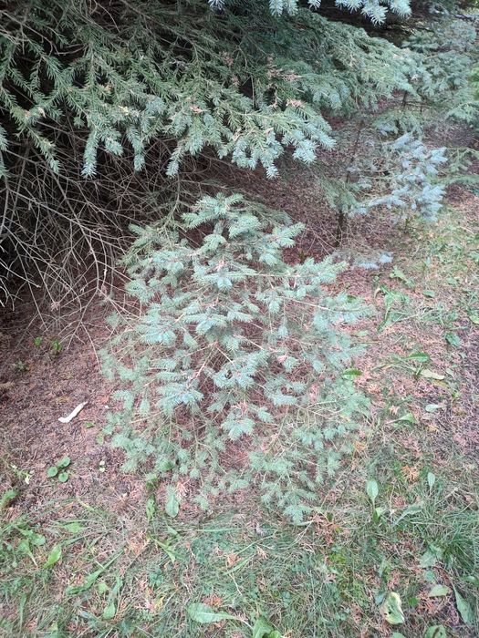 Choinki świerki srebrne z przydomowego ogrodu