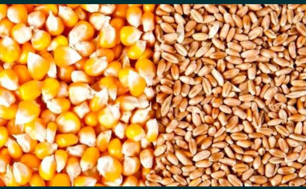 Продам зерно пшениці і кукурудзи